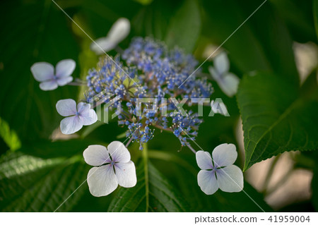 Tenshin Shrine 9612 41959004