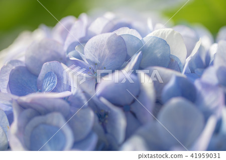 Tenshin Shrine 9623 41959031