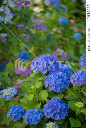 Tenshin Shrine 9683 41959035