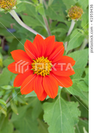 Orange flowers with green background 41959436