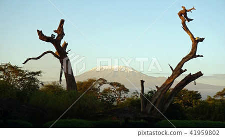 kilimanjaro and kenyan landscape 41959802