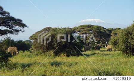 kilimanjaro and kenyan landscape kilimanjaro and kenyan landscape 41959819