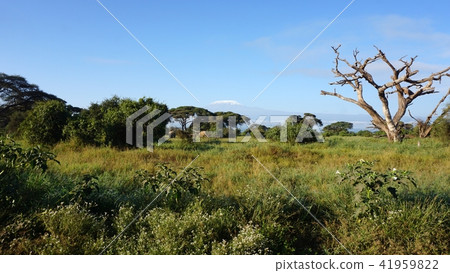 kilimanjaro and kenyan landscape kilimanjaro and kenyan landscape 41959822