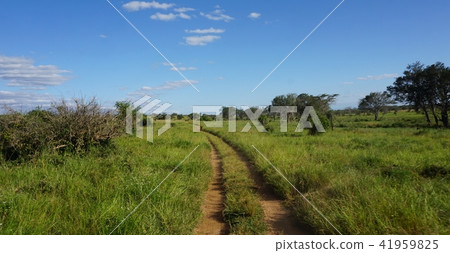 natural green landscape in kenya 41959825