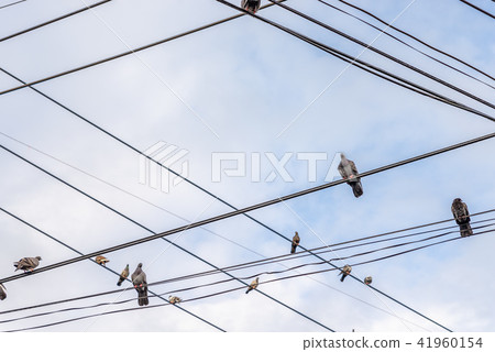 Pigeon birds standing on electrical power cord Pigeon birds standing on electrical power cord 41960154
