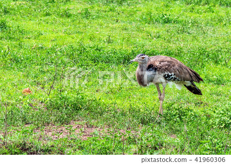 Kori bustard or Ardeotis kori 41960306
