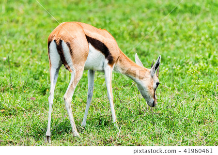 Wild Thompson's gazelle Eudorcas thomsonii Wild Thompson's gazelle Eudorcas thomsonii 41960461