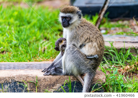 Vervet monkey or Chlorocebus pygerythrus 41960466