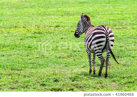 Zebra grazing in savanna Zebra grazing in savanna 41960468