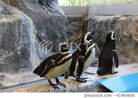 三隻企鵝 三隻企鵝 41960680