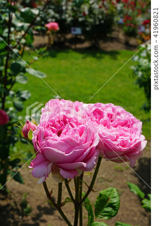 玫瑰果香味 玫瑰果香味 41960821