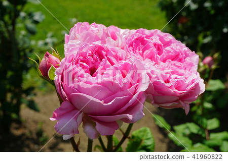 Rose of fruity scent 41960822