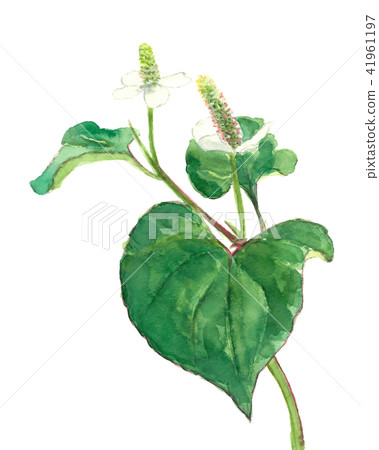 Dokudami 10葉 41961197