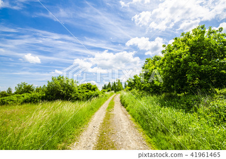 Country road on meadow Country road on meadow 41961465