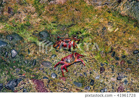 Two crabs in natural environment Two crabs in natural environment 41961728