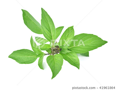 Basil leaves isolated on white background. 41961864
