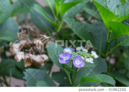 Rainy season image _ hydrangea Rainy season image _ hydrangea 41962288