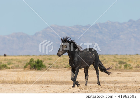 Beautiful Wild Horse Beautiful Wild Horse 41962592