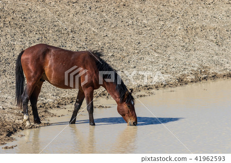 Beautiful Wild Horse Beautiful Wild Horse 41962593