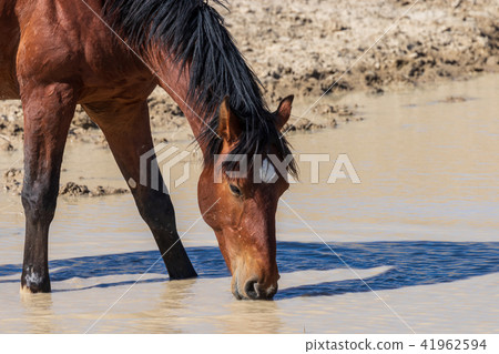 Beautiful Wild Horse 41962594