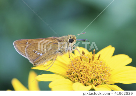 黃色的花朵和Ichimon dyseri 黃色的花朵和Ichimon dyseri 41962829