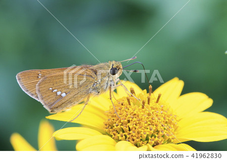 Yellow flowers and Ichimon dyseri Yellow flowers and Ichimon dyseri 41962830