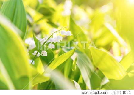 White flowers lily of the valley White flowers lily of the valley 41963005