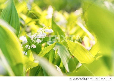 White flowers lily of the valley White flowers lily of the valley 41963006