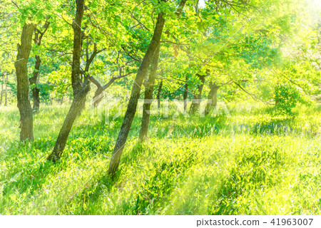 Green forest and green grass Green forest and green grass 41963007