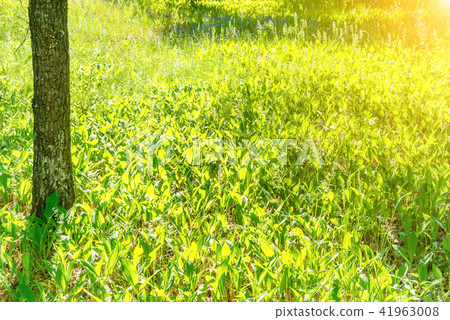 Tree trunk with field of green grass Tree trunk with field of green grass 41963008