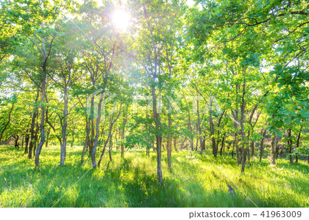 Landscape with green forest Landscape with green forest 41963009