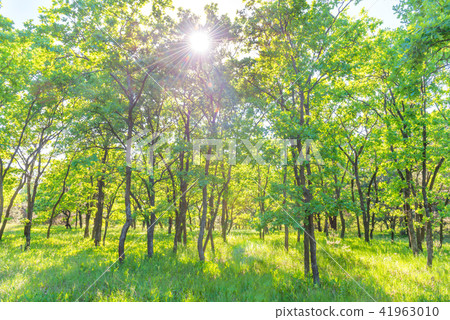 Landscape with green forest Landscape with green forest 41963010