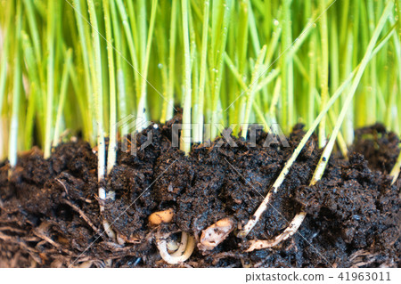 Green grass with water drops and roots Green grass with water drops and roots 41963011