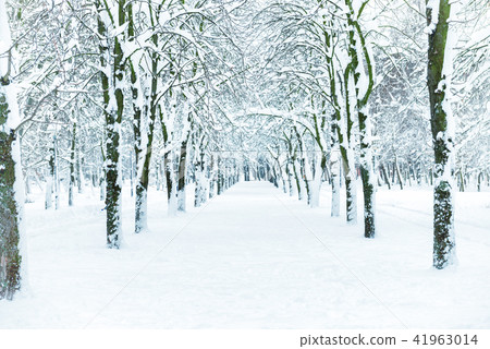 Snow park with white trees Snow park with white trees 41963014