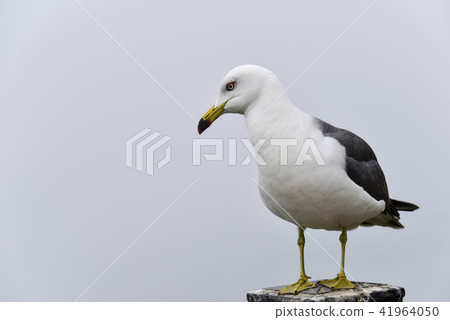 Seagull, Baengnyeongdo, Ongjin county, Incheon Seagull, Baengnyeongdo, Ongjin county, Incheon 41964050
