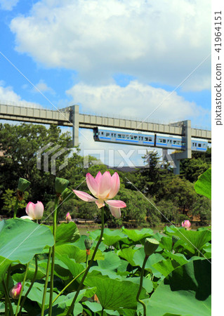 千葉公園，Oga蓮花和單軌鐵路（7月）千葉縣千葉縣 41964151