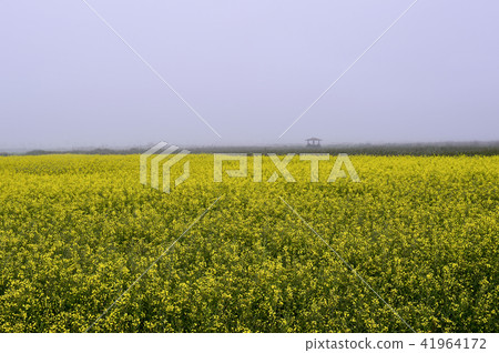 Rapeseed field, Baengnyeongdo, Ongjin county, Incheon 41964172