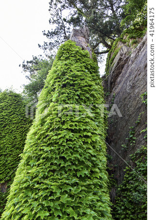 Ivy,Baengnyeongdo,Ongjin,Incheon Ivy,Baengnyeongdo,Ongjin,Incheon 41964175