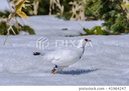 雷鳥的冬天羽毛Tateyama Murodo平 41964247