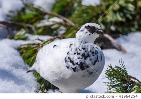 Thunderbird of winter feathers Tateyama Murodo flat 41964254