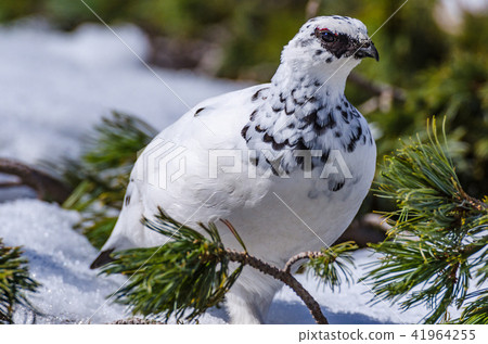 Thunderbird of winter feathers Tateyama Murodo flat 41964255