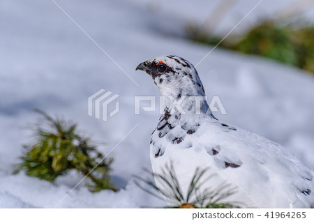Thunderbird of winter feathers Tateyama Murodo flat Thunderbird of winter feathers Tateyama Murodo flat 41964265