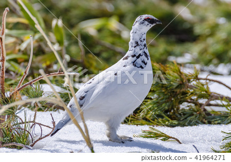 Thunderbird of winter feathers Tateyama Murodo flat Thunderbird of winter feathers Tateyama Murodo flat 41964271