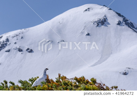 雷鳥的冬天羽毛Tateyama Murodo平 雷鳥的冬天羽毛Tateyama Murodo平 41964272