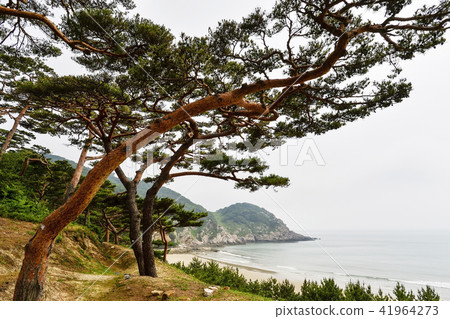 仁川郡仁興郡大清市松樹 仁川郡仁興郡大清市松樹 41964273