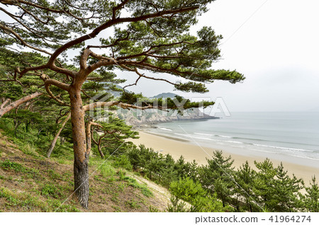 仁川郡仁興郡大清市松樹 仁川郡仁興郡大清市松樹 41964274