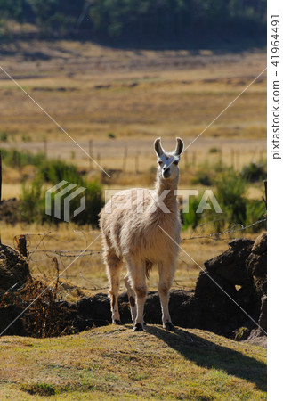 Llama Llama 41964491