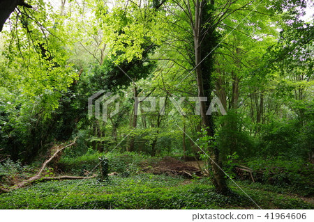 Forest in the park Forest in the park 41964606