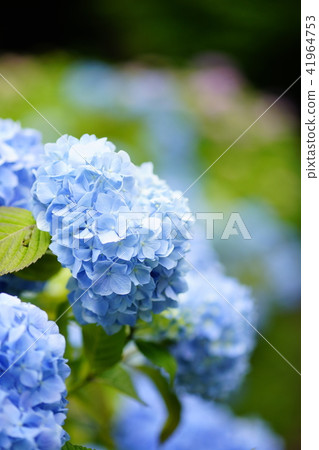 hydrangea hydrangea 41964753