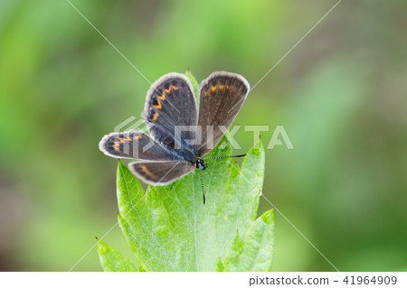 A female of the female insect 41964909